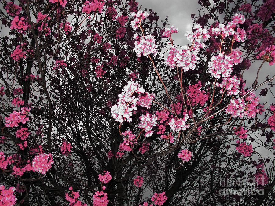 Cherry Blooms in Black White and Pink Photograph by Ruth Jolly