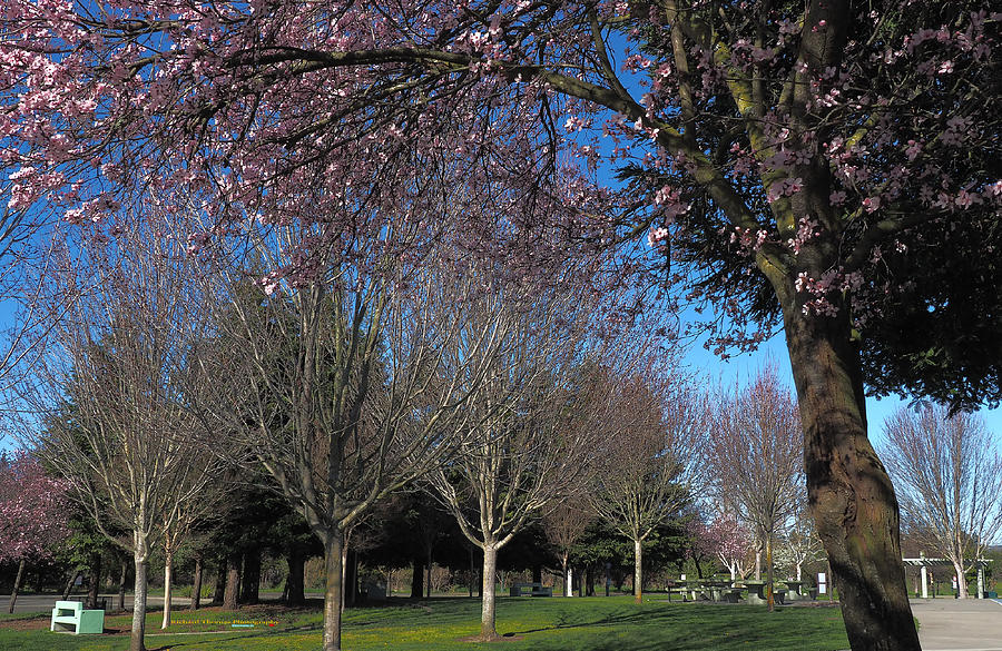 Cherry Blooms Park Benches Photograph