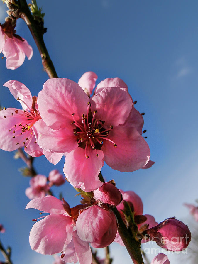 Cherry Blossom 2 Photograph by Nina Ficur Feenan