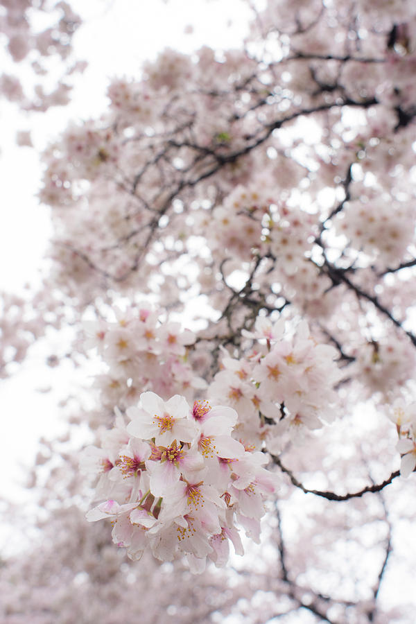 Cherry Blossom 3 Photograph by Kimberly Sworn - Fine Art America