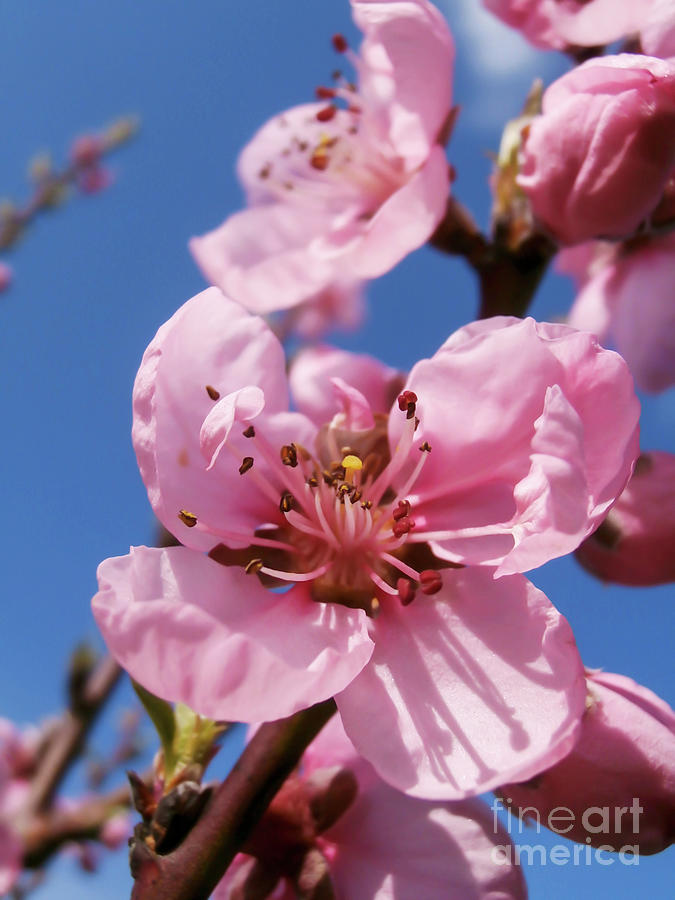 Cherry Blossom 3 Photograph by Nina Ficur Feenan