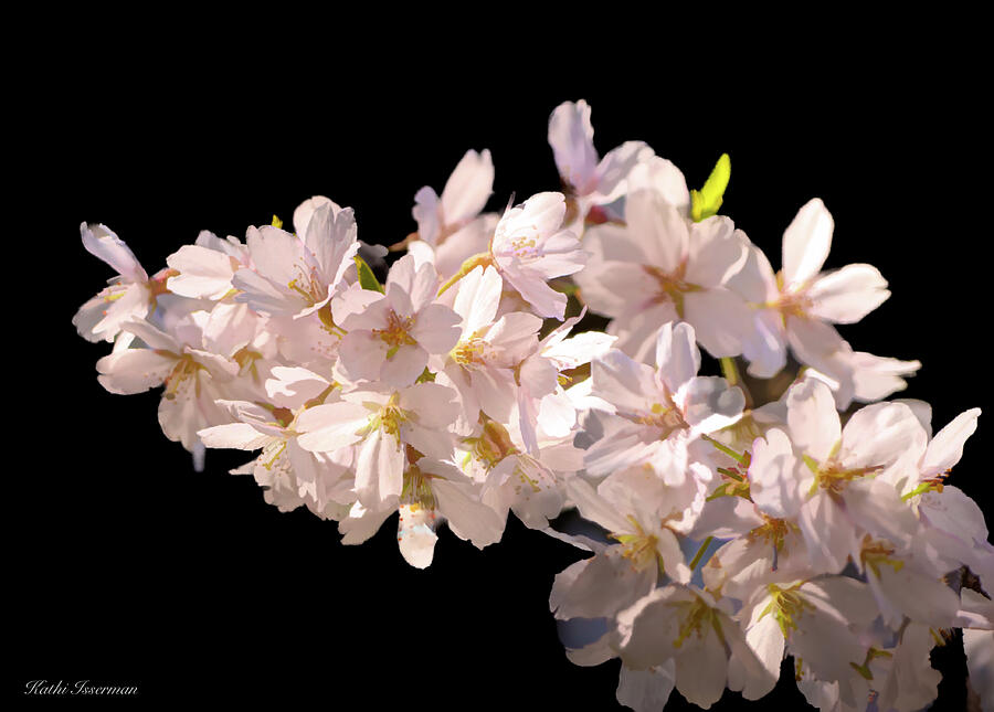 Cherry Blossom Abstract Photograph by Kathi Isserman