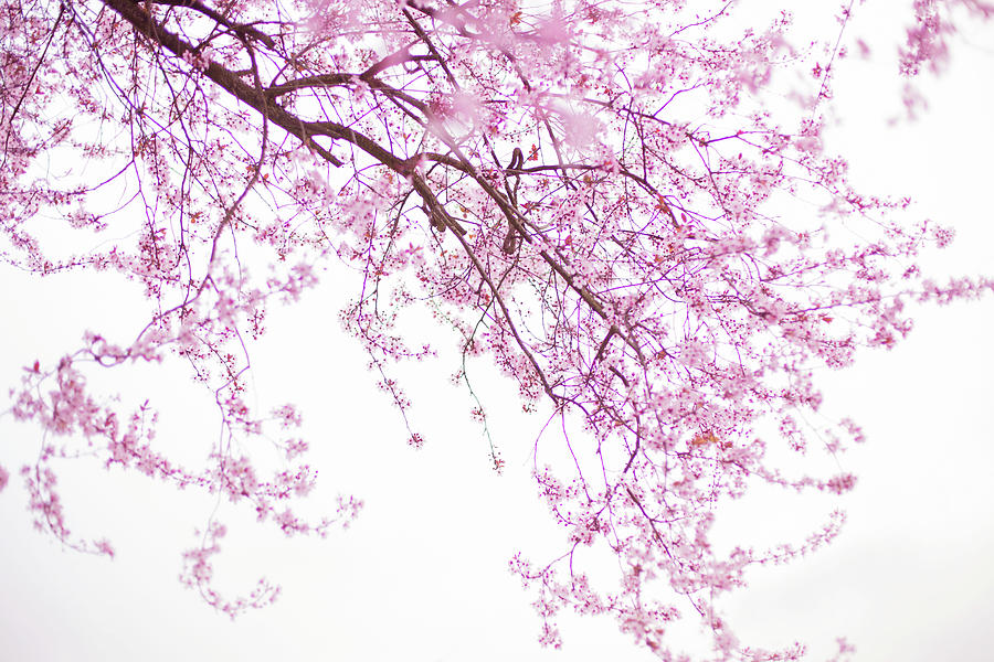 Cherry blossom abstract Photograph by Kunal Mehra