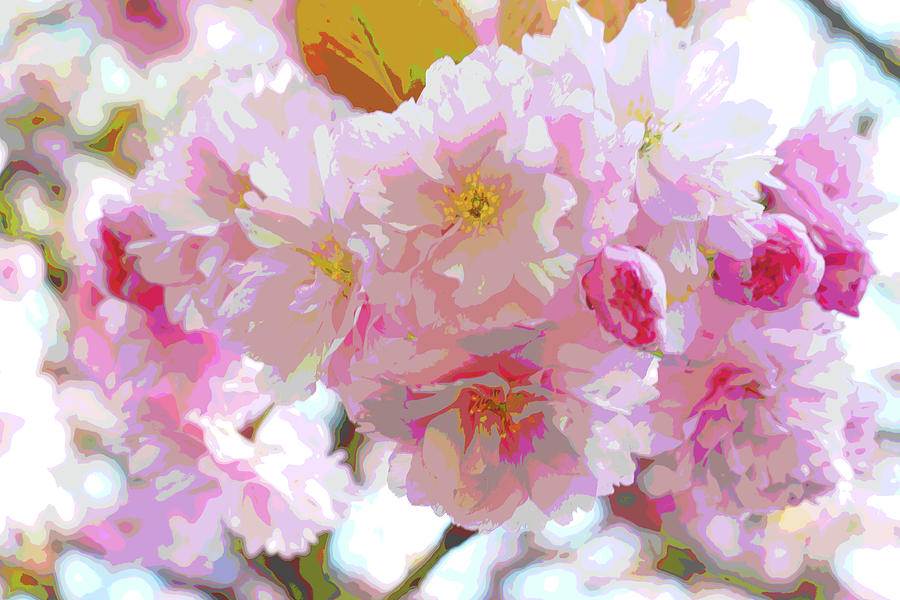 Cherry Blossom Abstract Photograph by Nicholas Henfrey