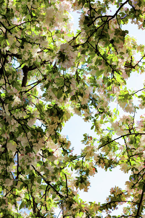 Cherry Blossom Abstract Photograph by Robert Ullmann
