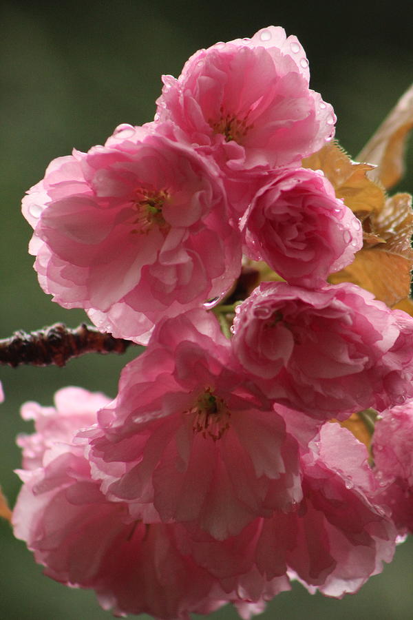 Cherry Blossom after rain Photograph by Jane Ford