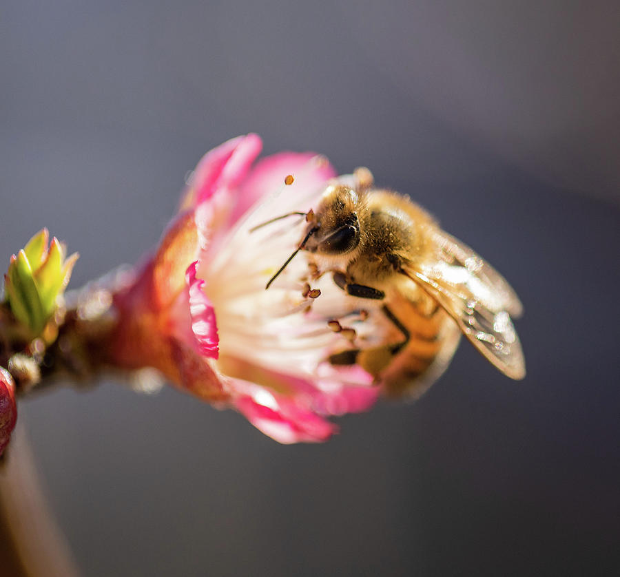 Blossom and Honeybee Photograph by Rachel Morrison