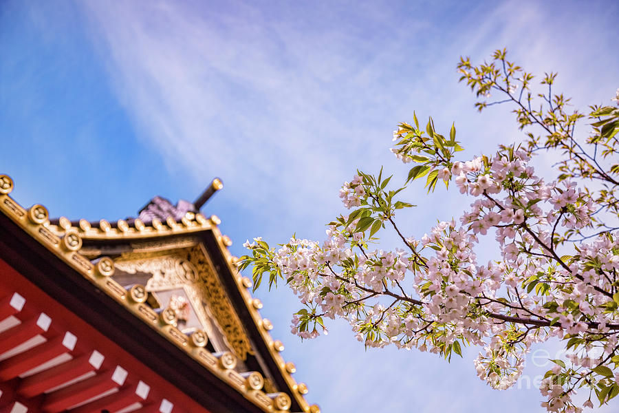 Cherry Blossom And Ornamental Gate, Shiba Park, Tokyo Photograph