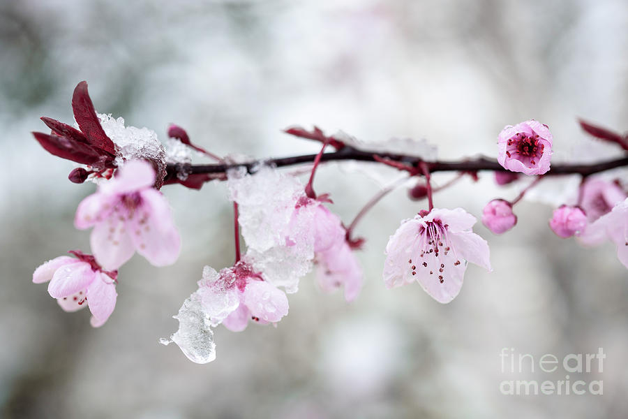 Flower Photograph - Cherry blossom and snow 1 by Elena Elisseeva