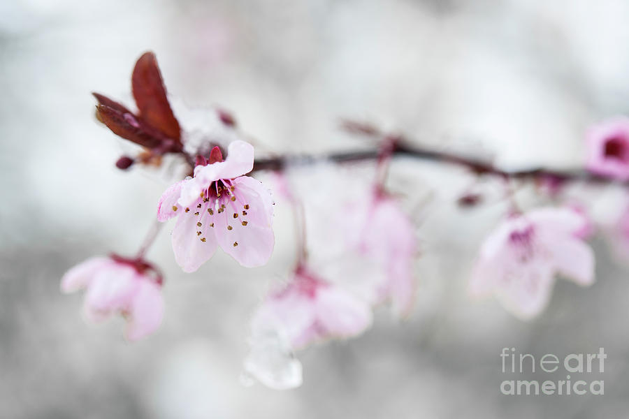 Cherry blossom and snow 2 Photograph by Elena Elisseeva