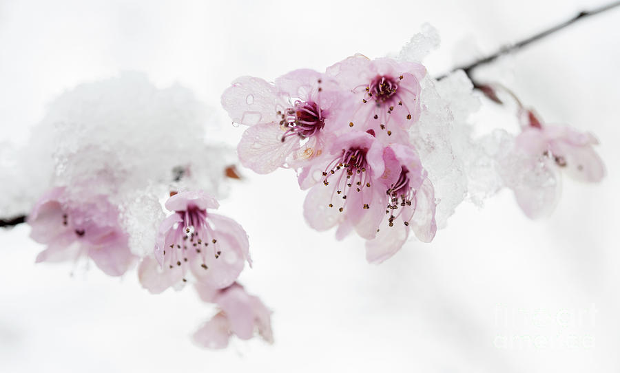 Cherry blossom and snow 3 Photograph by Elena Elisseeva