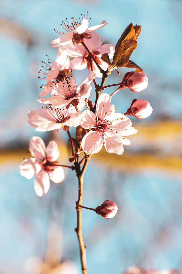 Cherry Blossom art Photograph by Natalia Baquero