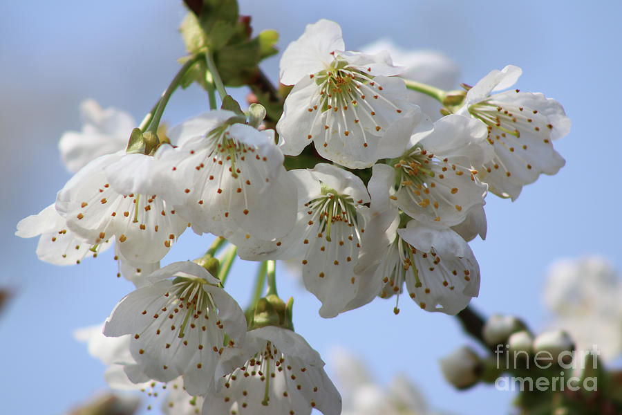 Cherry Blossom Photograph by Ash Nirale