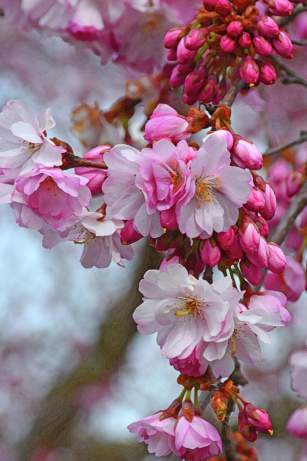 Flower Photograph - Cherry blossom beauty by Ingrid Perlstrom