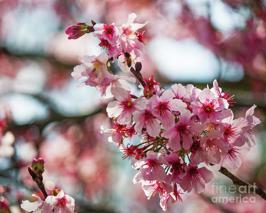 Cherry Blossom Bee Photograph by Cheryl Del Toro