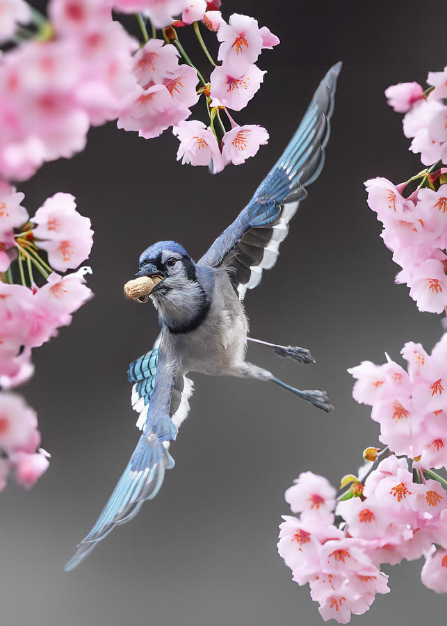 Blue Jay Mixed Media - Cherry Blossom Blue Jay by Patti Deters