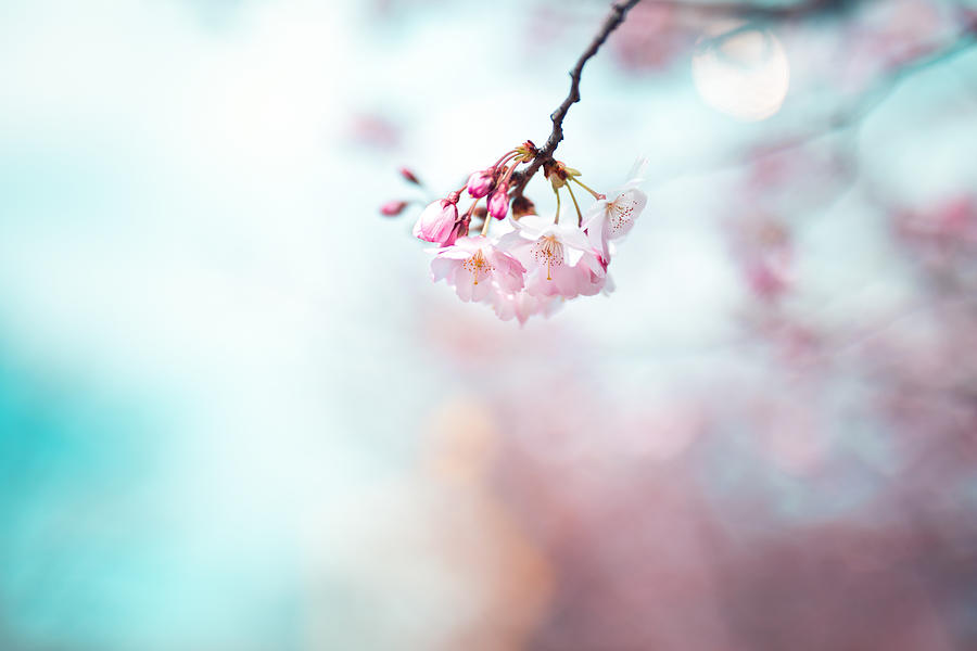 Cherry Blossom Photograph by Borchee
