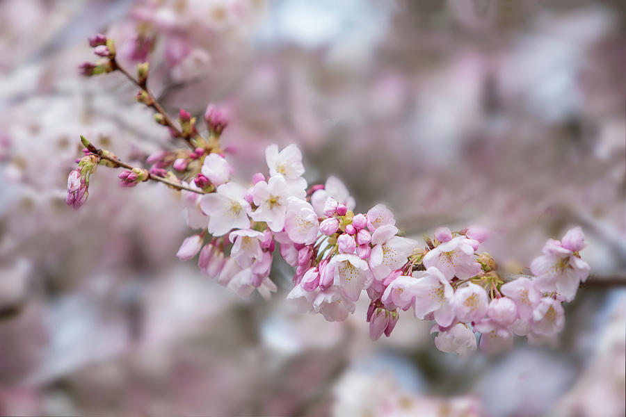 Cherry Blossom Branch Photograph by Rebecca Cozart