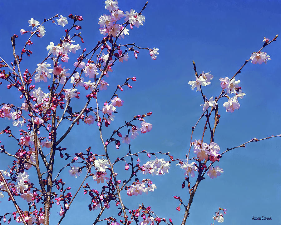 Cherry Blossom Branches Photograph by Susan Savad