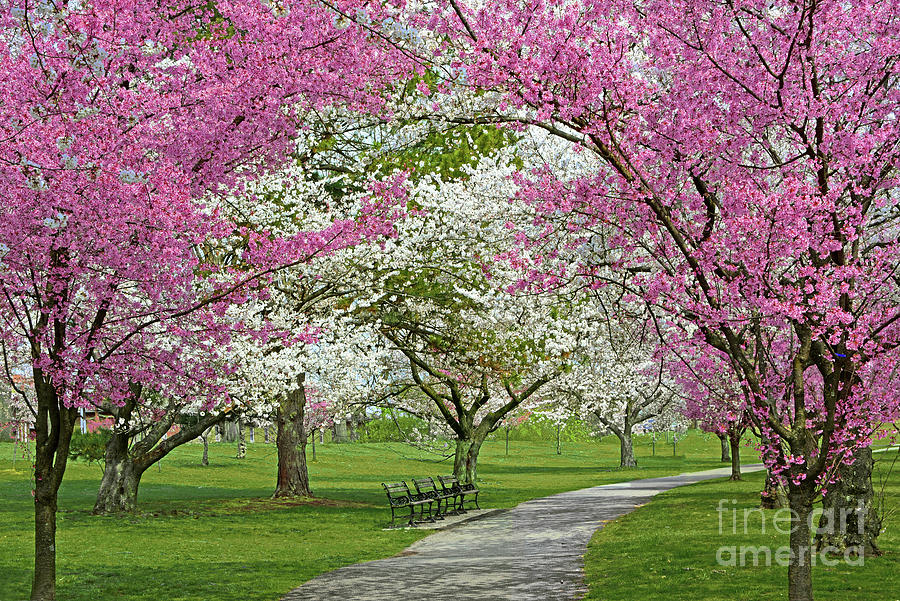 Cherry Blossom Canopy and Path Photograph by Regina Geoghan - Pixels