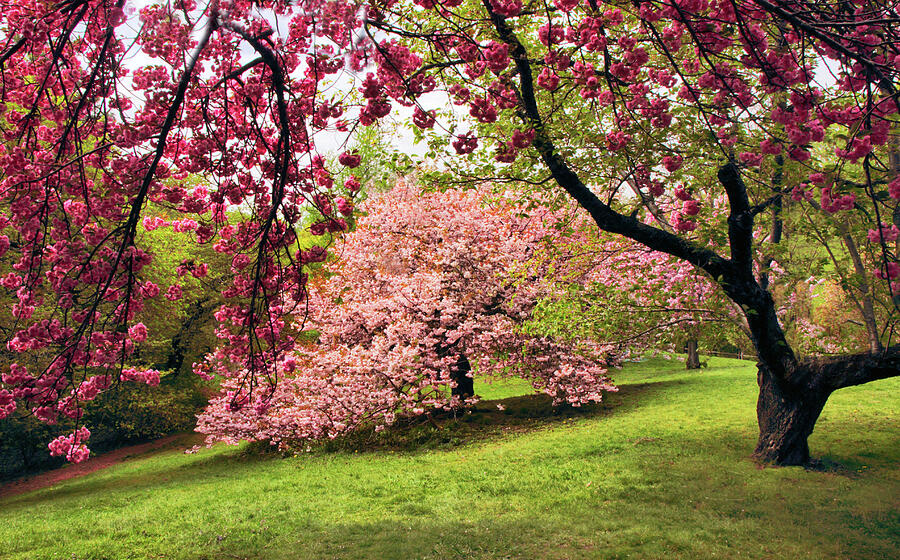 Cherry Blossom Canopy  Photograph by Jessica Jenney