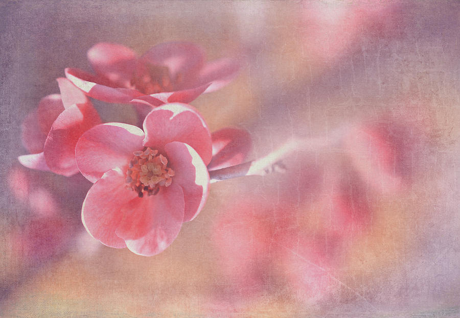 Cherry Blossom - Close-Up Photograph by Maria Angelica Maira