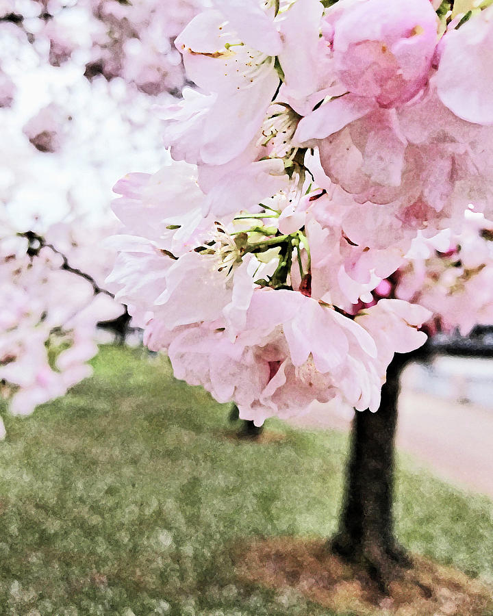 Cherry Blossom Close Up Pink Spring  Digital Art by Irina Sztukowski