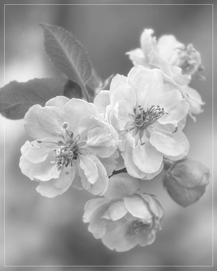 Cherry Blossom Cluster In Black And White Photograph