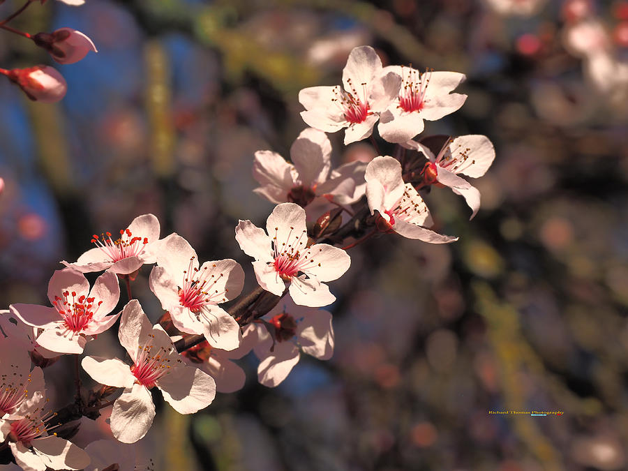 Cherry Blossom Cluster Photograph