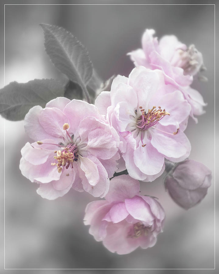 Cherry Blossom Cluster - Selective Color Photograph