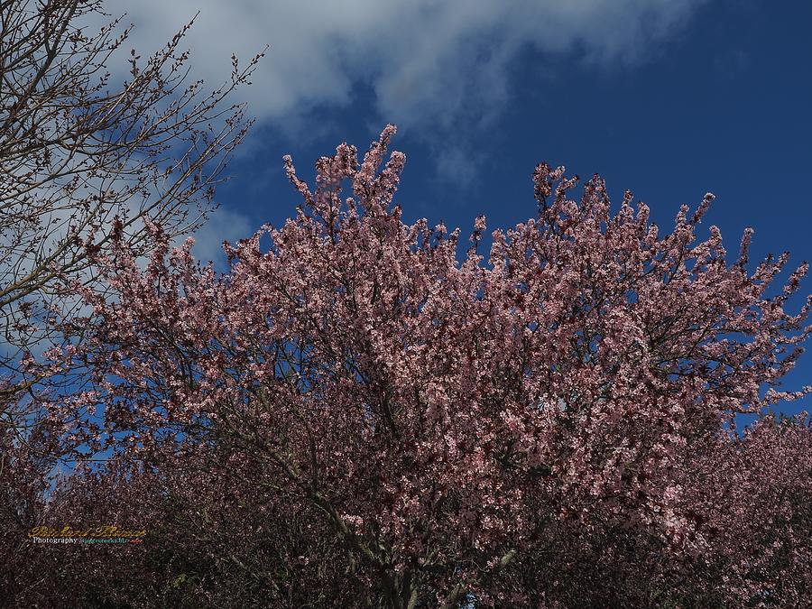 Cherry Blossom Delight Photograph by Richard Thomas