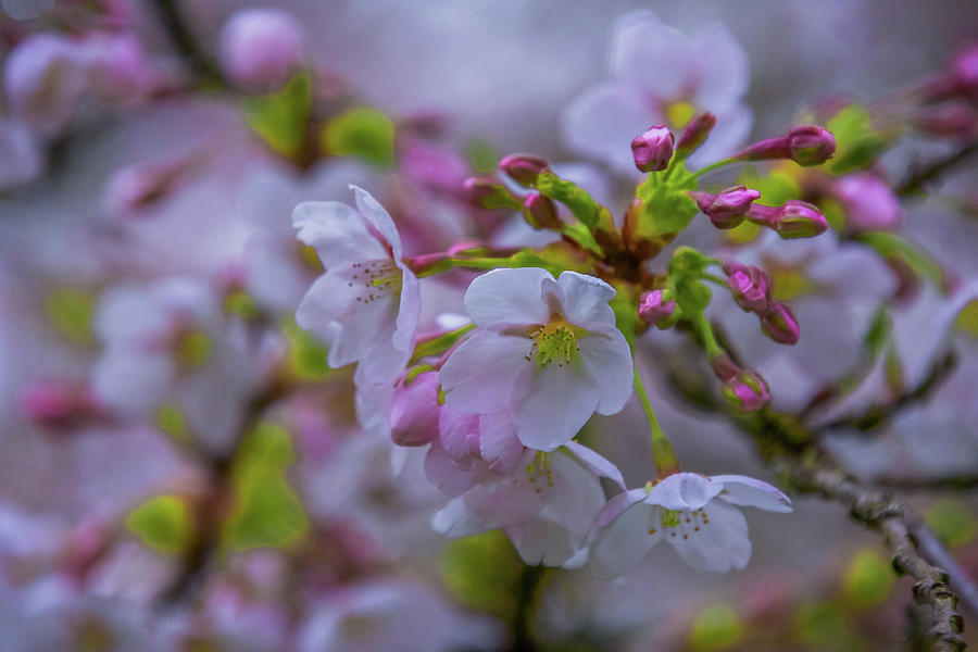 Cherry Blossom Dream  Photograph by Emerita Wheeling