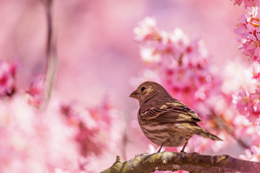 Cherry Blossom Finch Photograph