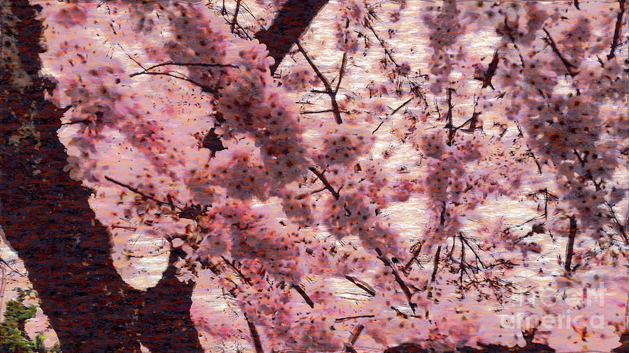 Cherry Blossom Gift Tissue Paper Photograph by Sea Change Vibes
