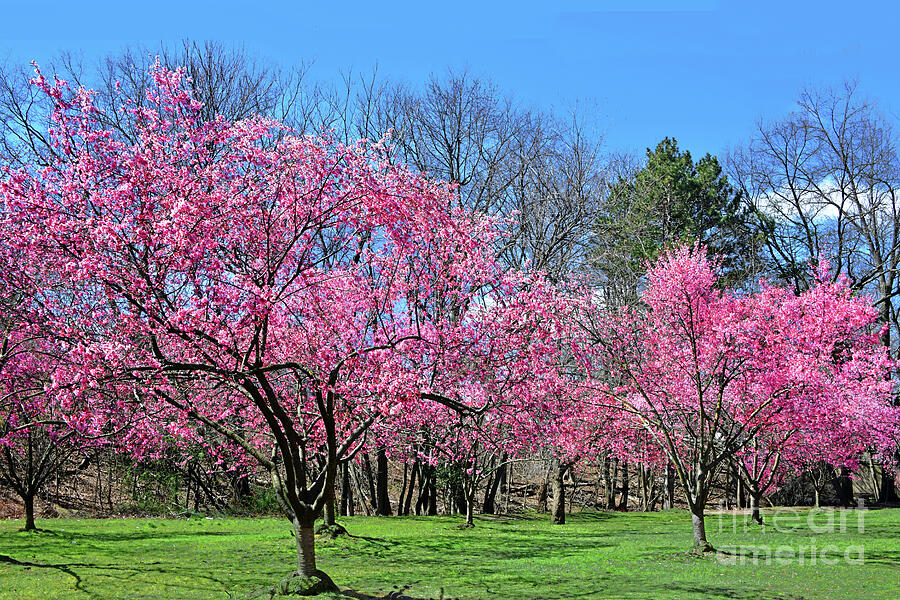 Cherry Blossom Grove N.J. Photograph by Regina Geoghan