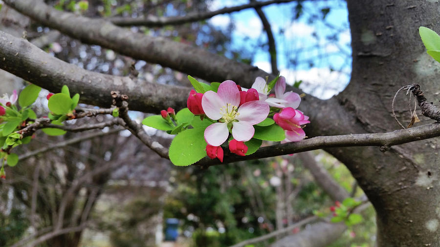 Cherry Blossom Photograph by Heather E Harman
