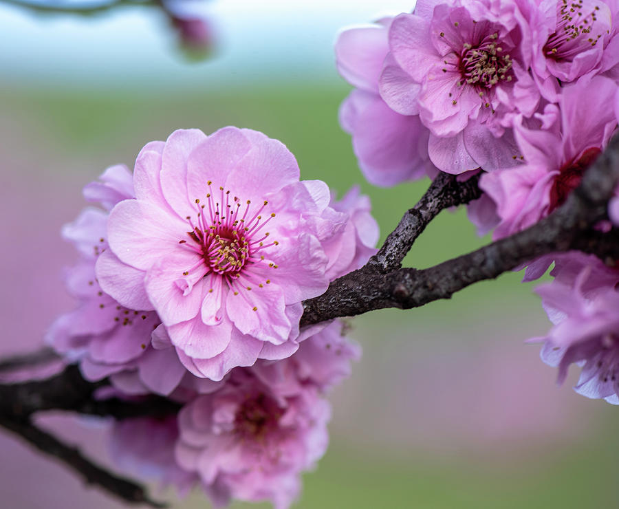 Cherry Blossom In Bloom Photograph