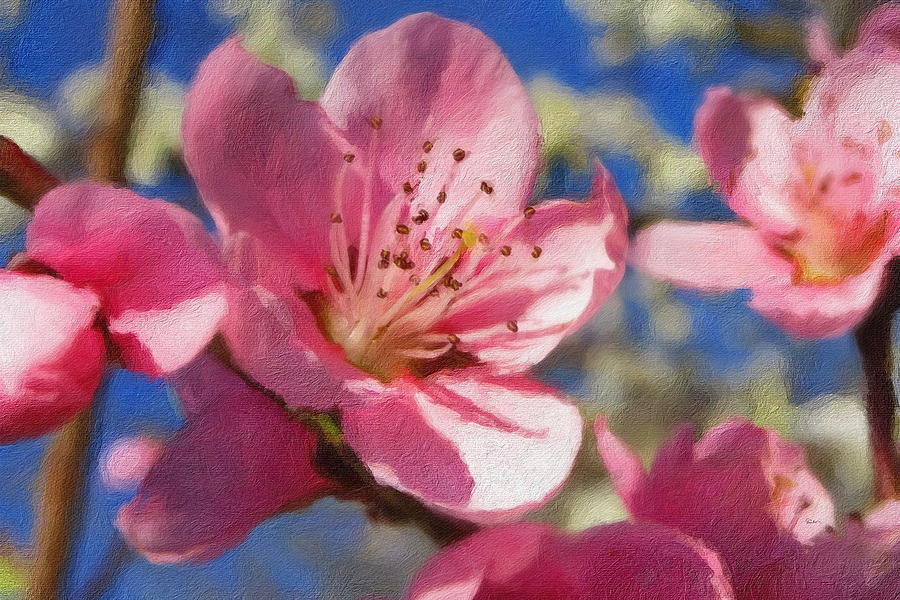 Cherry Blossom in Bloom Digital Art by Russ Harris
