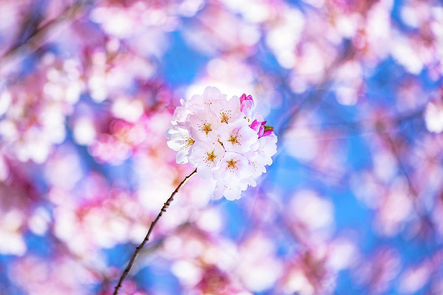 Cherry Blossom In Focus Photograph by Matt McDonald