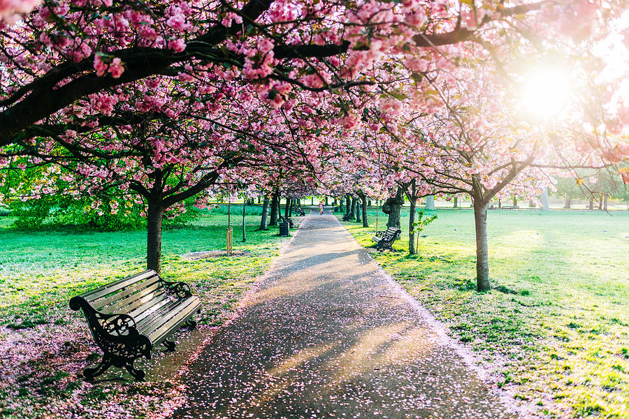 Cherry blossom in Greenwich Park, London - stock photo Photograph by Karl Hendon