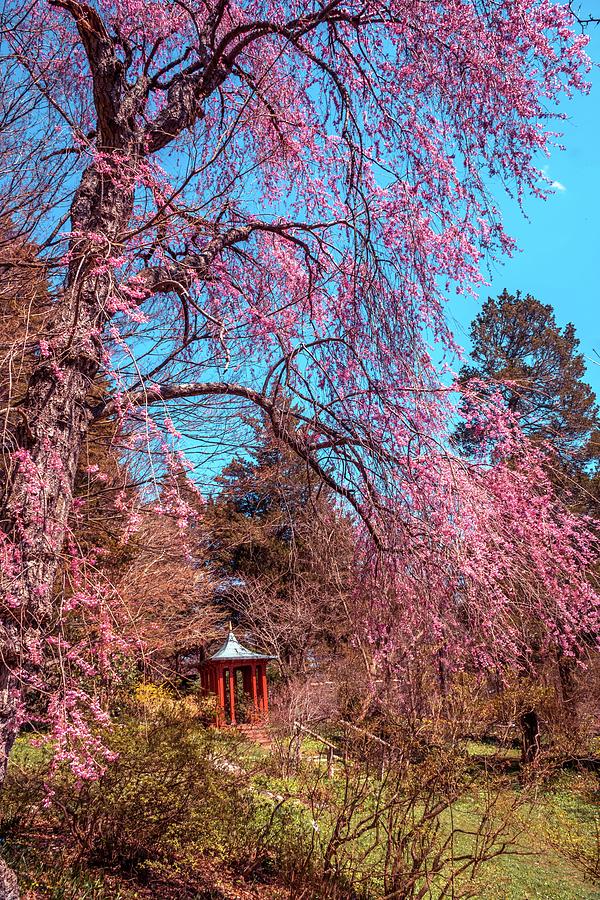 Cherry blossom in Japanese garden 2 Photograph by Lilia S