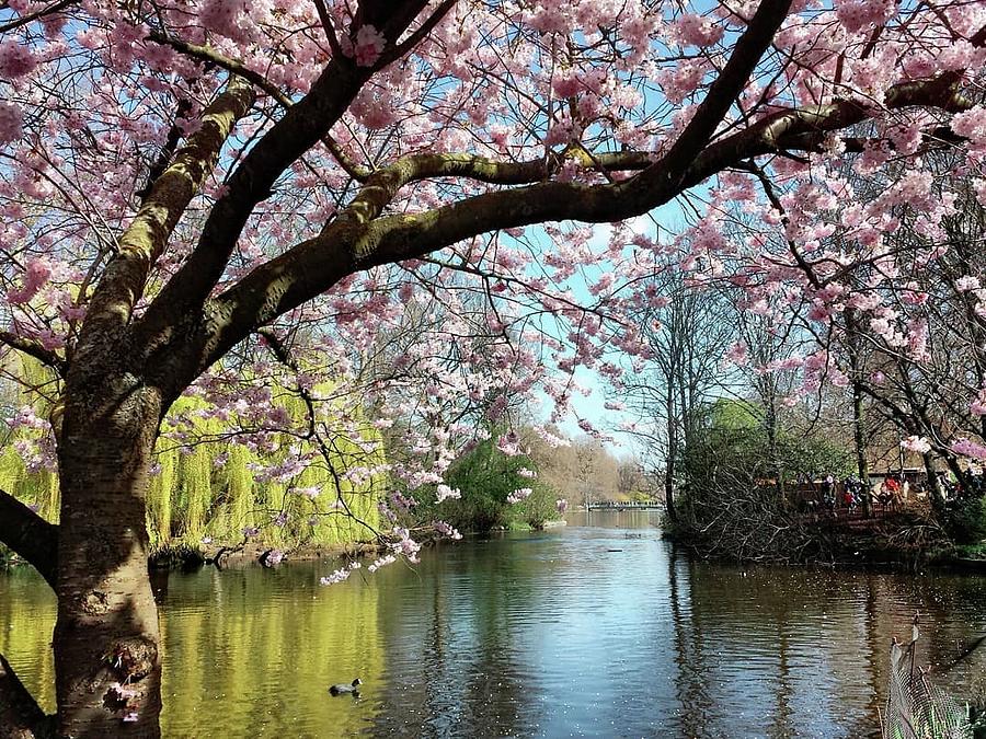 Cherry Blossom in St James Park London. by Natalie Hardwicke