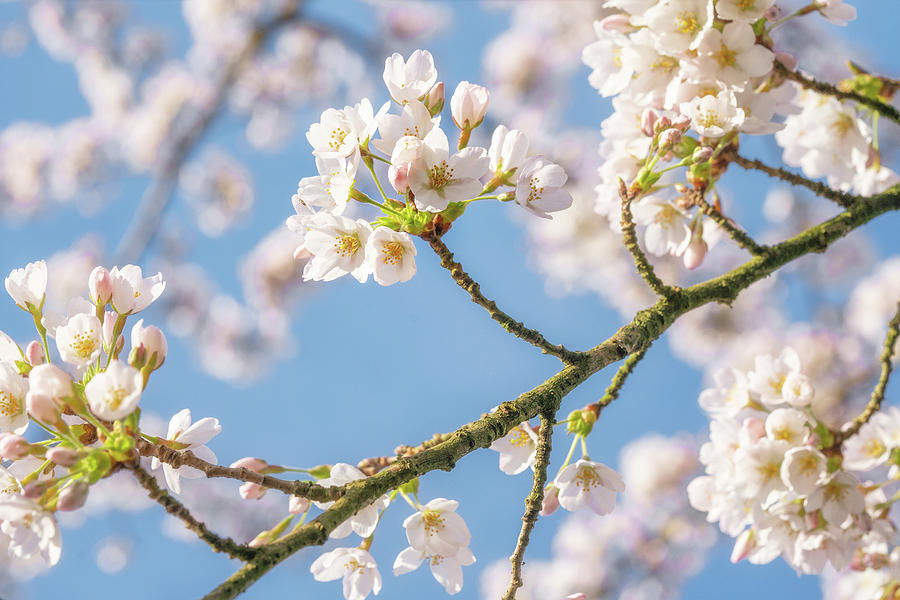 Spring Photograph - Cherry blossom IV by Martin Podt