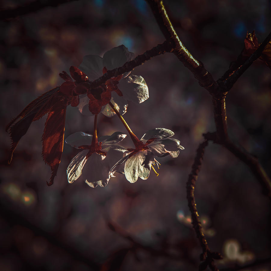 Cherry blossom #j7 Photograph by Leif Sohlman