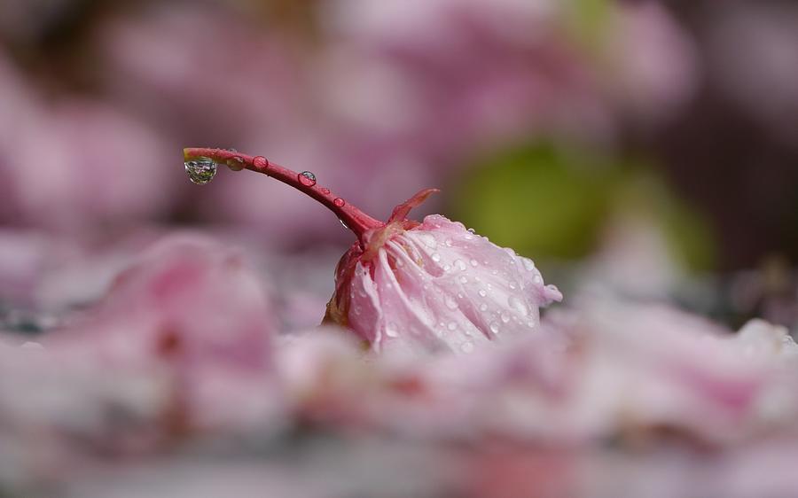 Cherry Blossom Photograph by Jane Ford