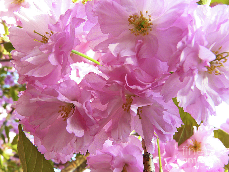 Cherry Blossom Photograph by Jasna Dragun