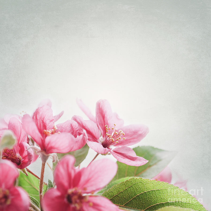 Cherry blossom Photograph by Jelena Jovanovic