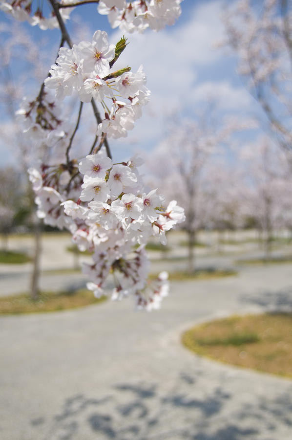 Cherry Blossom Photograph by Kazuko Kimizuka