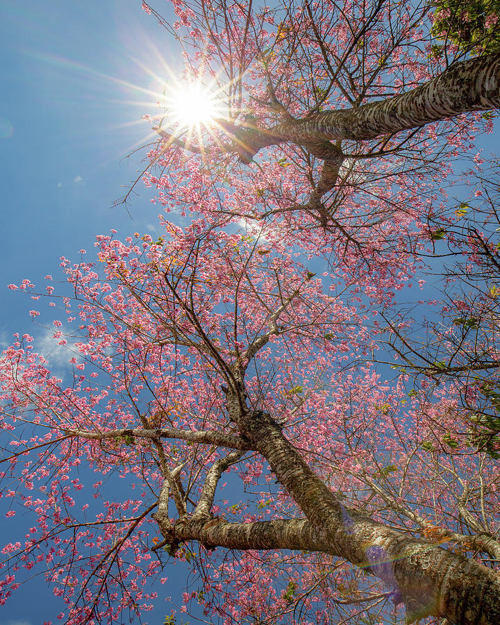 Cherry blossom Photograph by Khanh Bui Phu