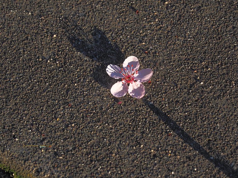 Cherry Blossom Long Shadow Photograph by Richard Thomas